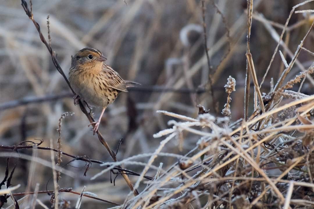 LeConte's Sparrow - ML187005971