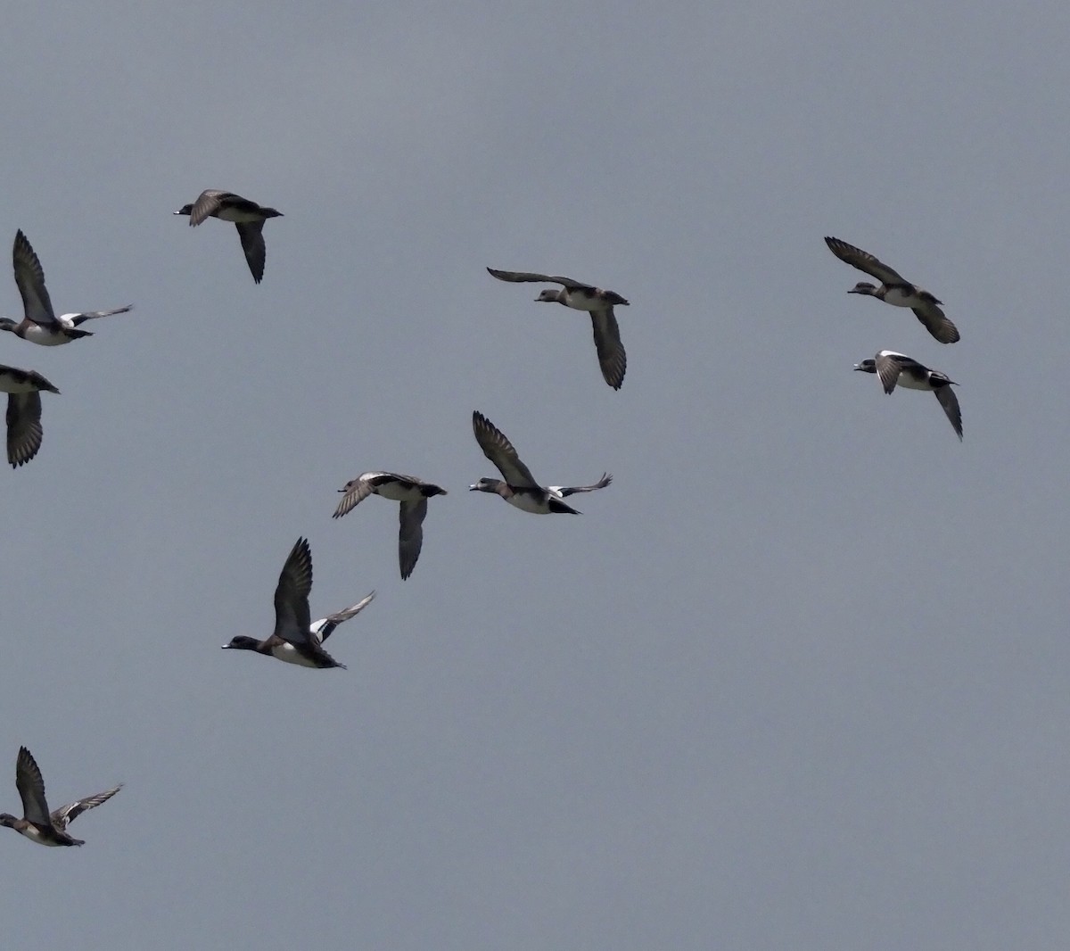 American Wigeon - ML187006861