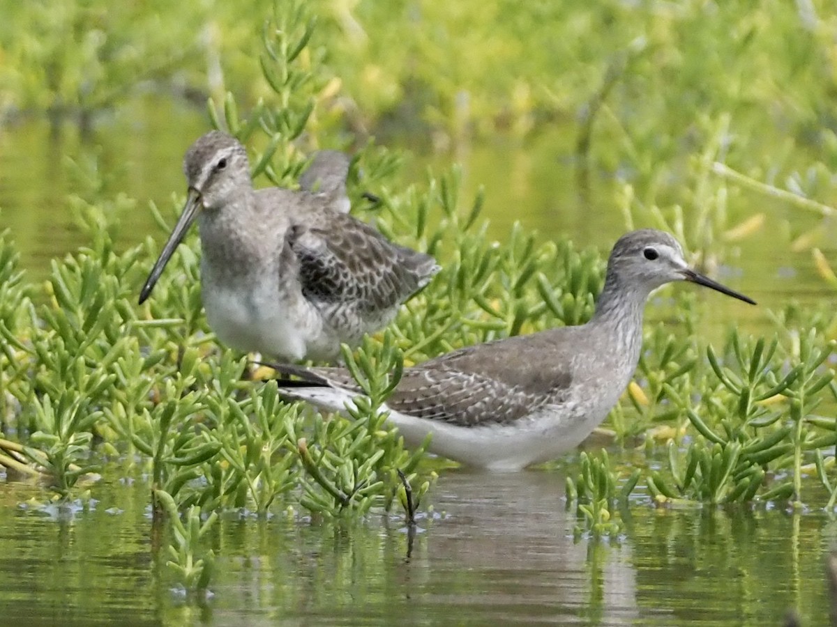 kortnebbekkasinsnipe - ML187006931