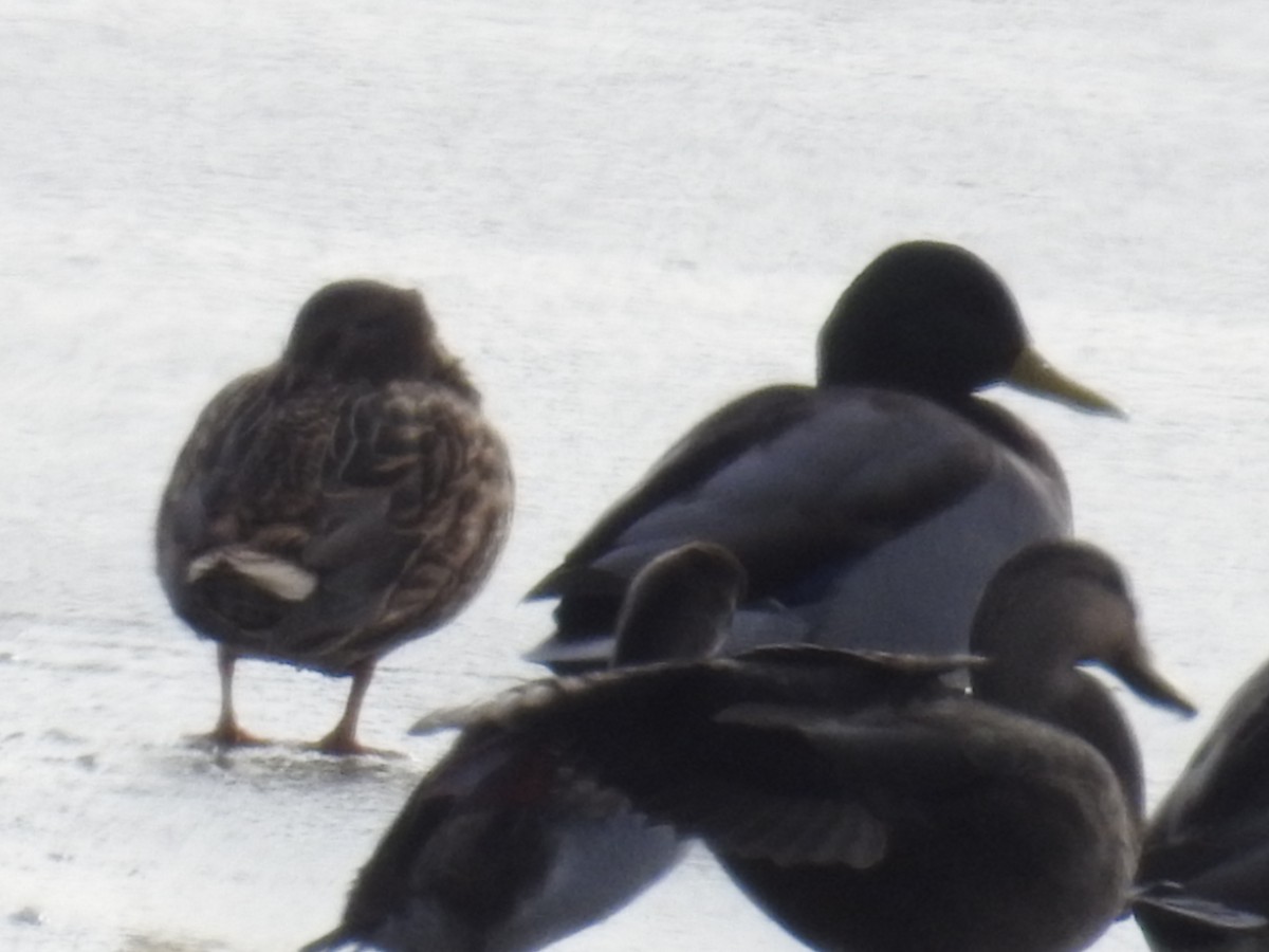 American Black Duck - ML187007361