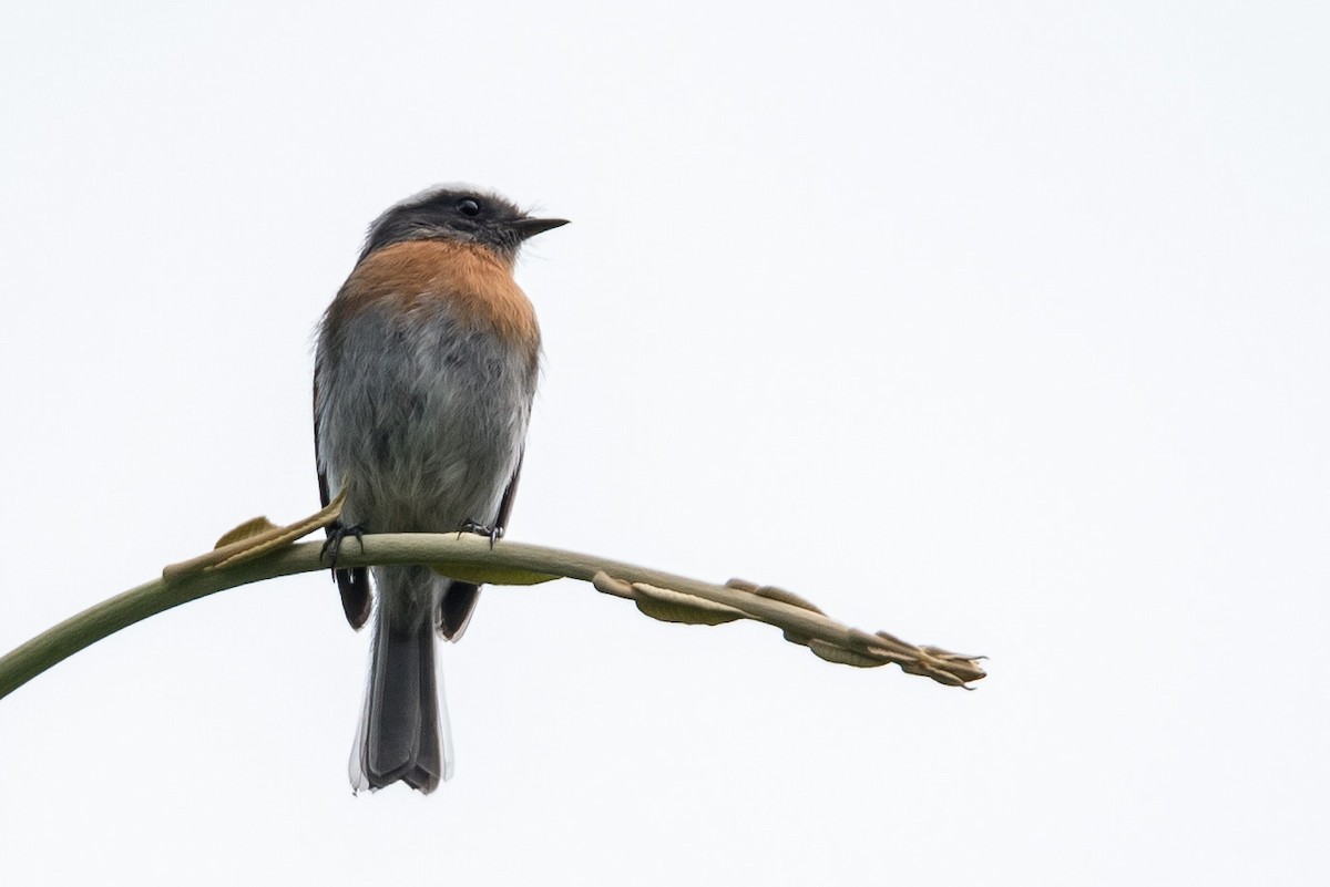 Rufous-breasted Chat-Tyrant - ML187008021