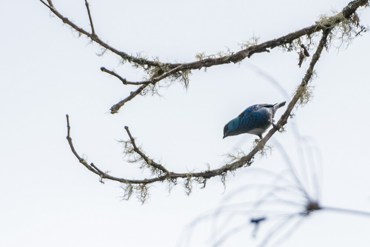 Blue-and-black Tanager - ML187008281