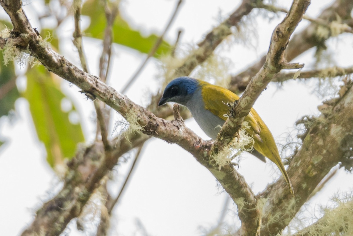 Blue-capped Tanager - ML187008951