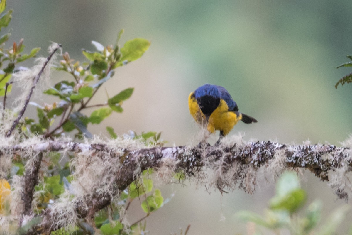 Hooded Mountain Tanager - ML187009531