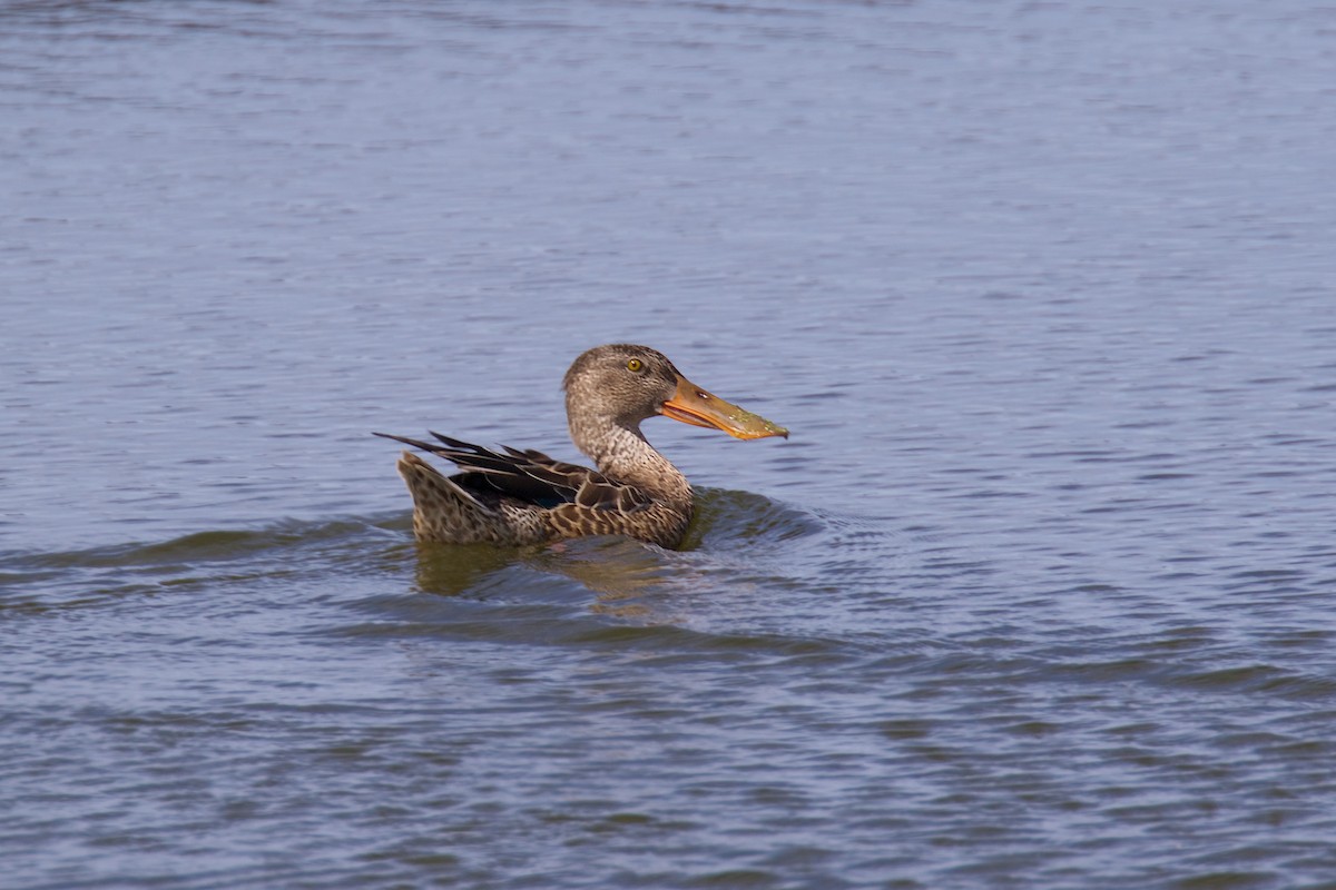 Northern Shoveler - Reginald  David