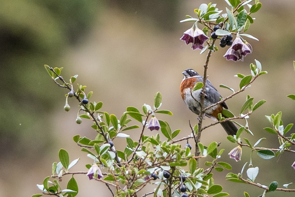 Chestnut-breasted Mountain Finch - ML187010731