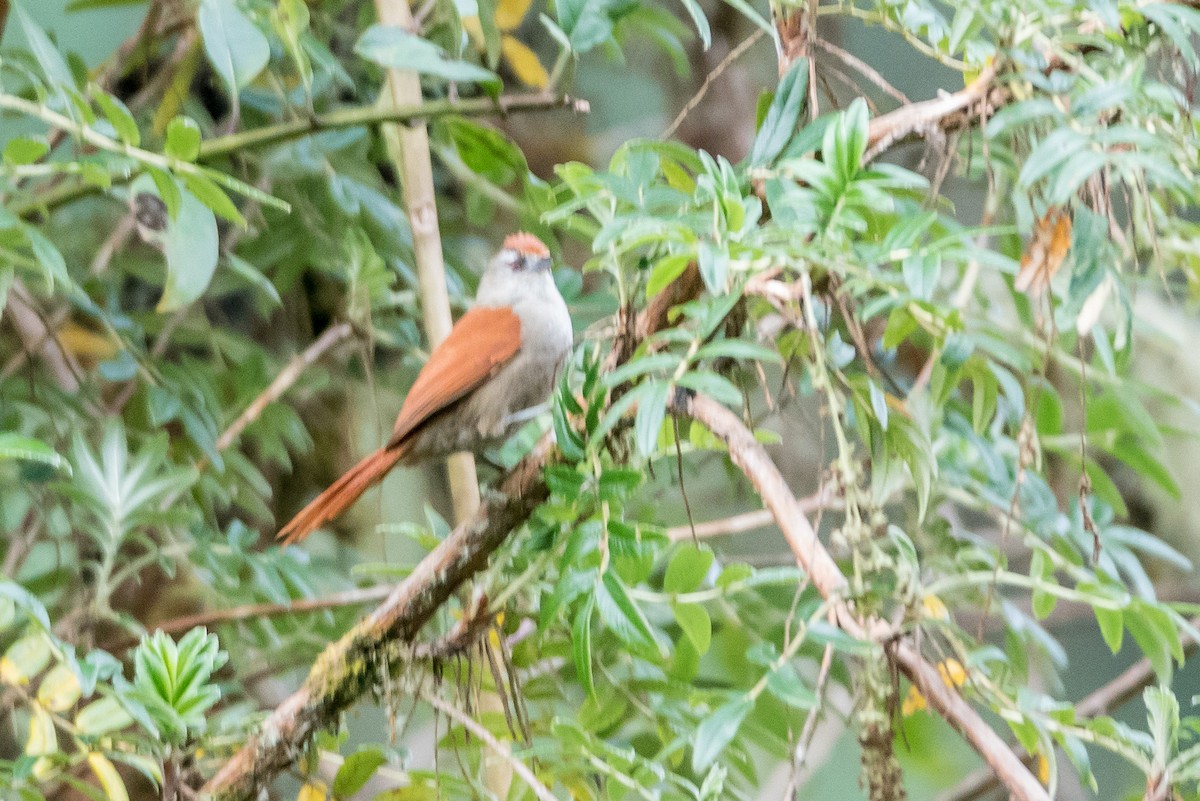 Marcapata Spinetail - ML187011141