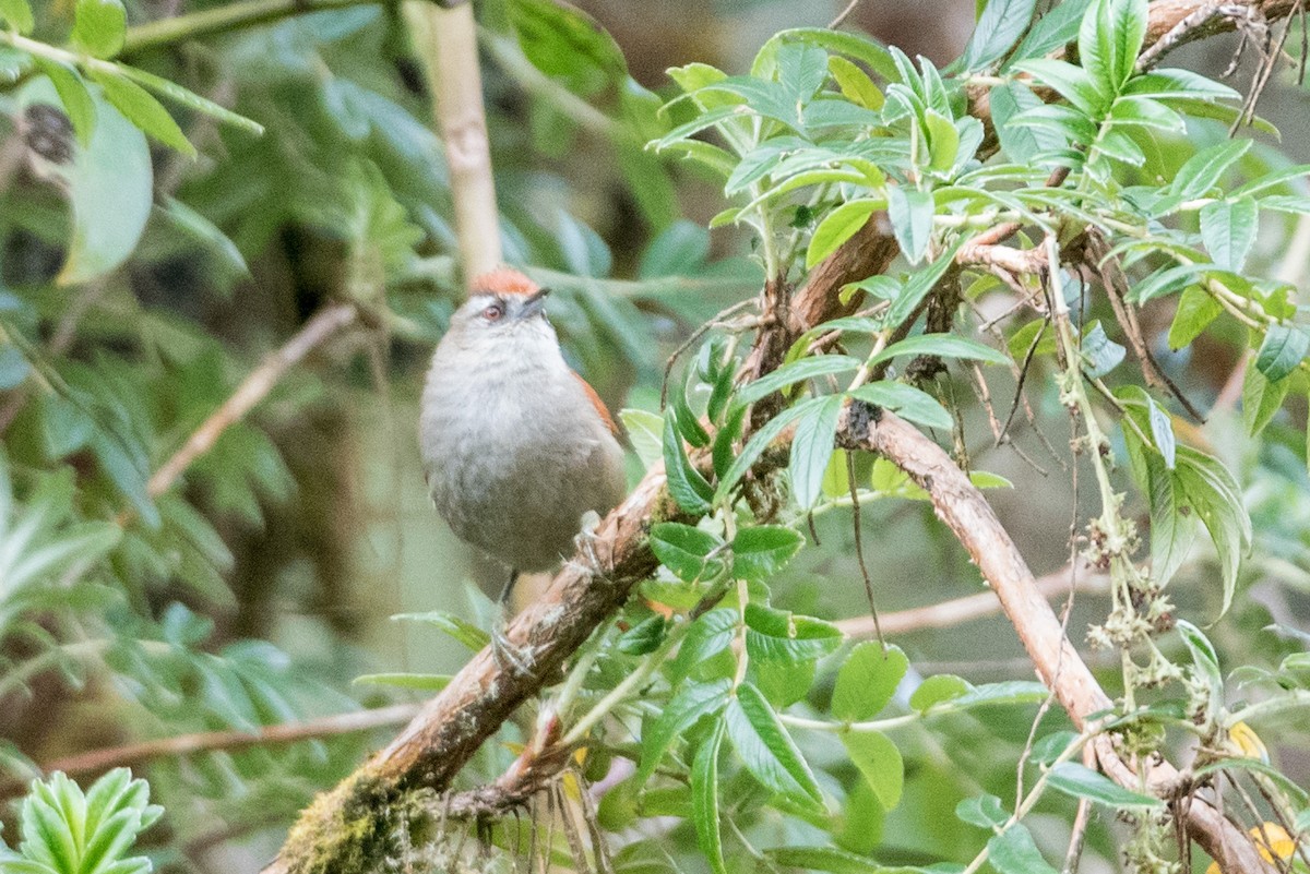 Marcapata Spinetail - ML187011171