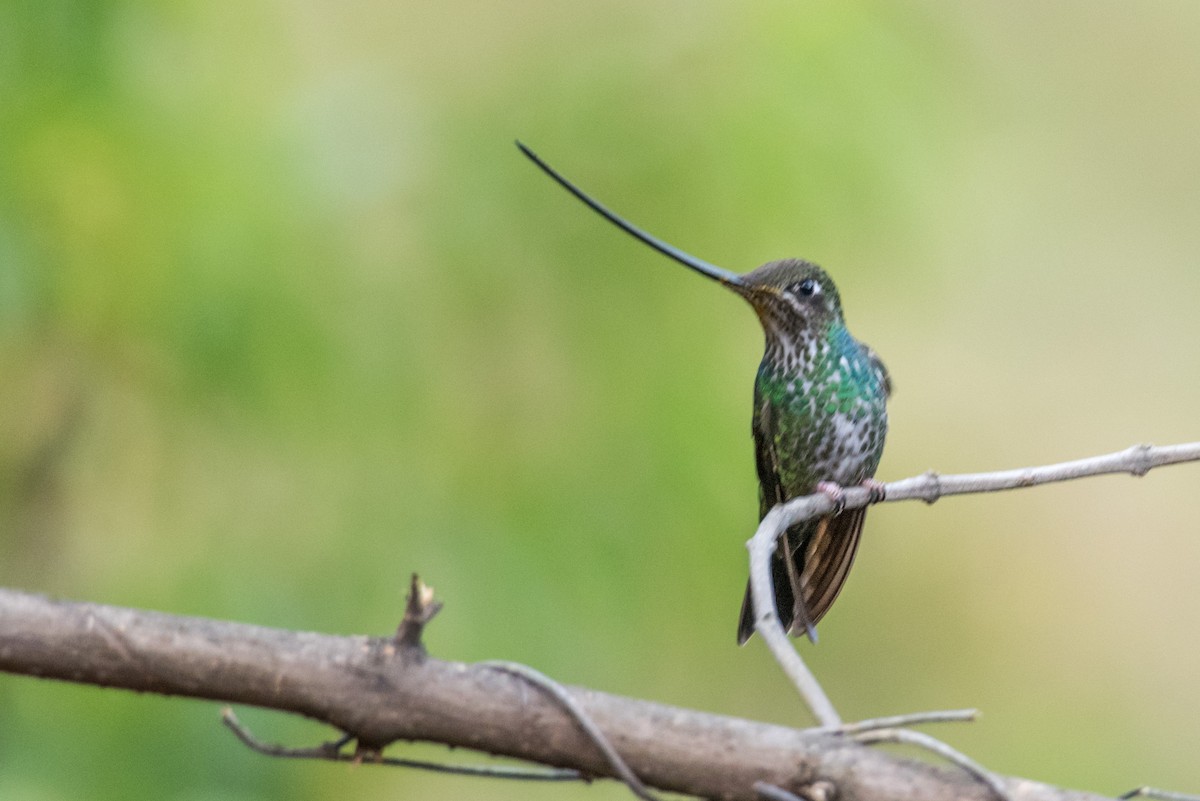 Sword-billed Hummingbird - ML187013361