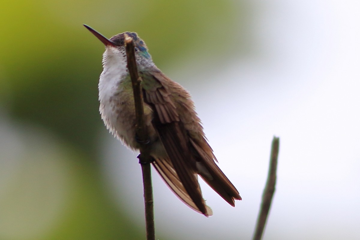 Azure-crowned Hummingbird - Manfred Bienert