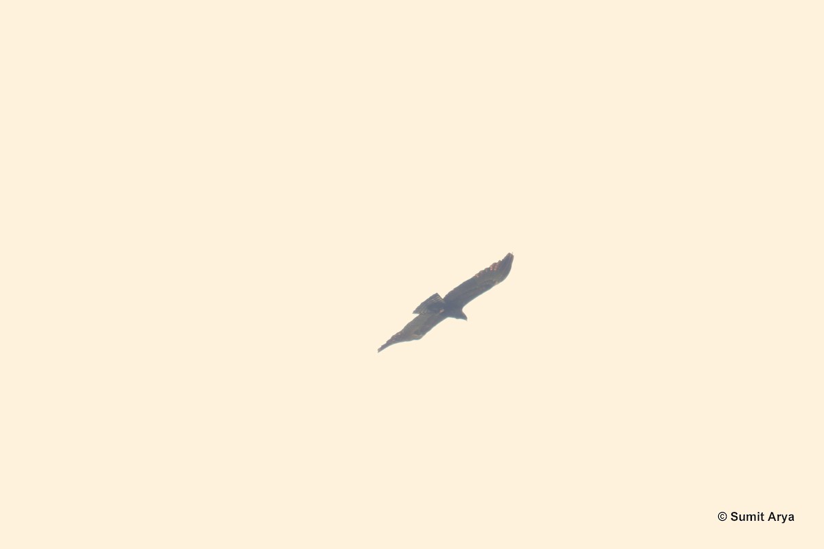 Орел-карлик малий - ML187015301