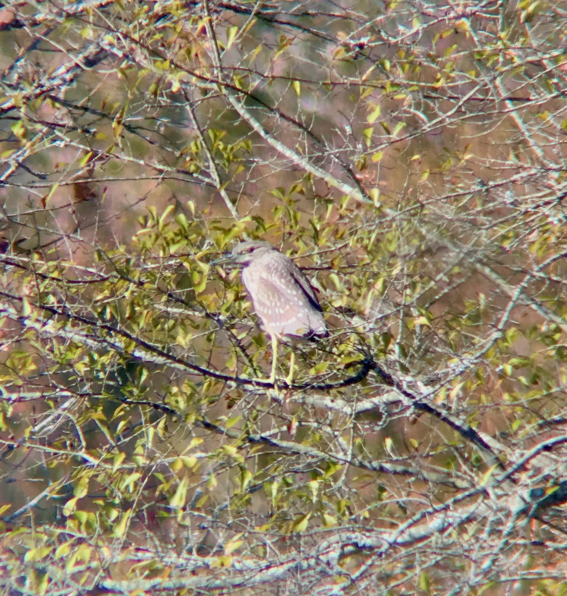 Black-crowned Night Heron - ML187017081