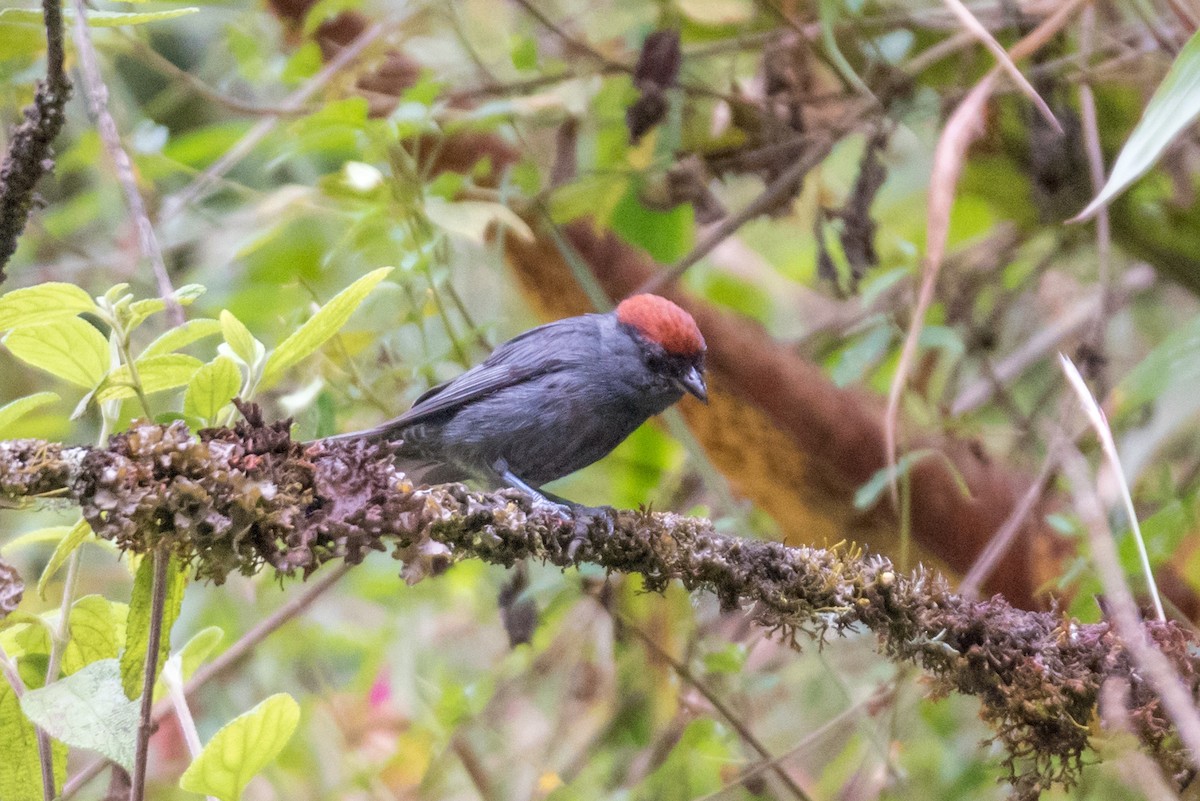 Slaty Tanager - Layton Rikkers