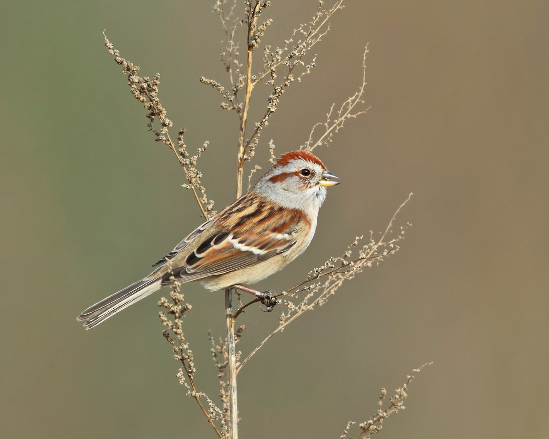 American Tree Sparrow - ML187017951