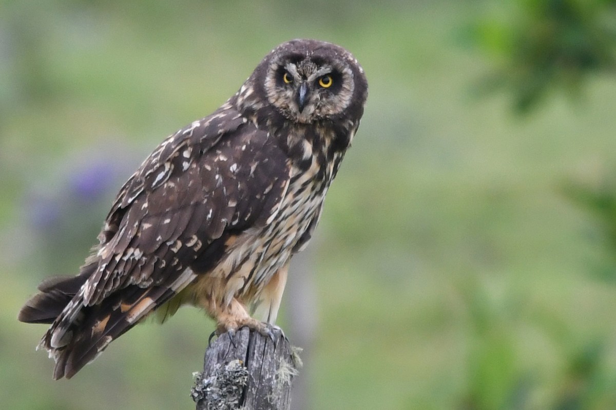 Short-eared Owl - ML187018911