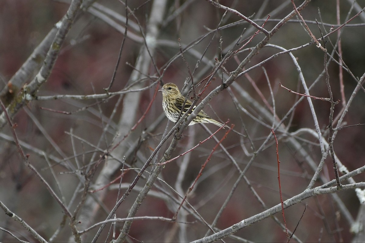 Pine Siskin - ML187022321