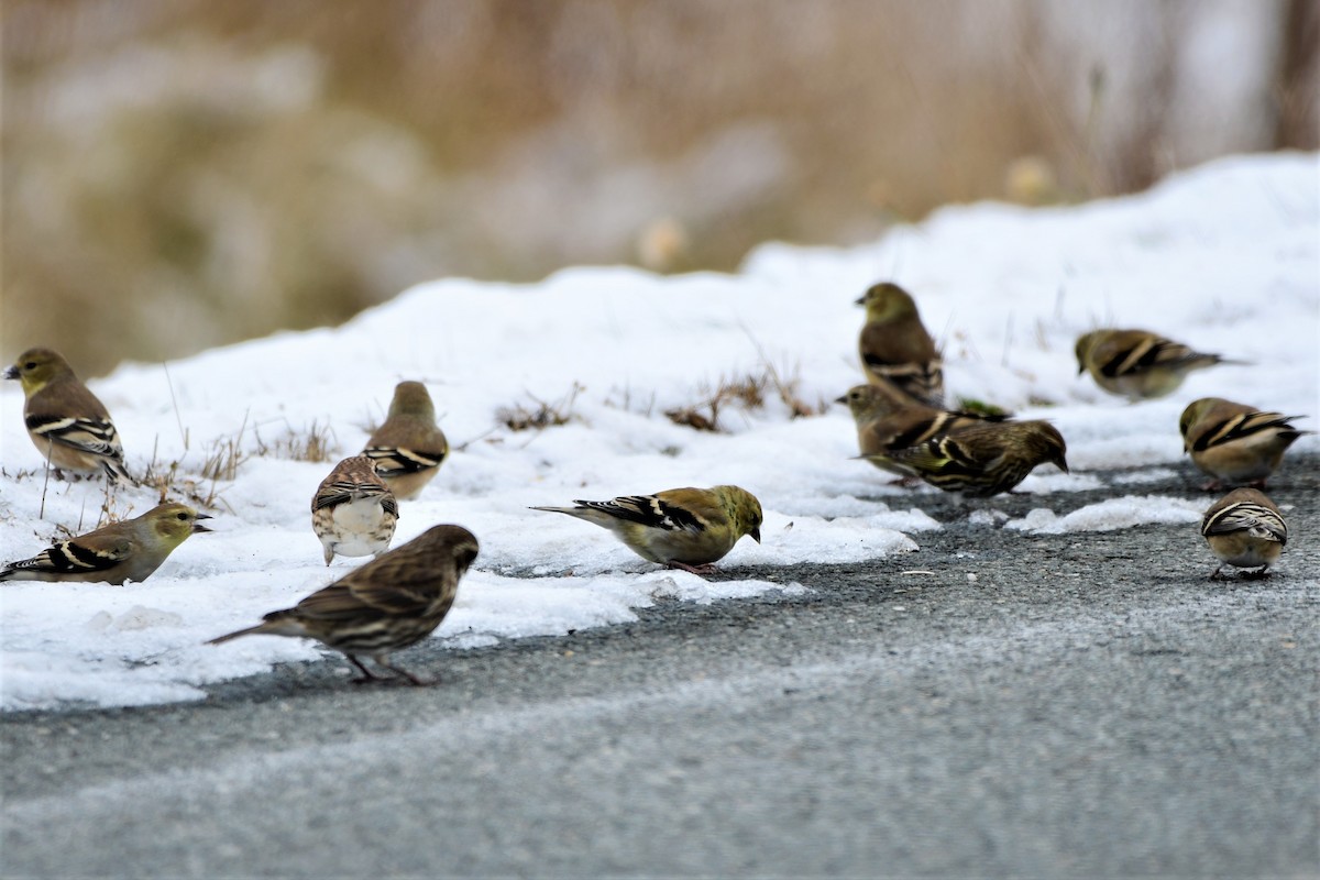 American Goldfinch - ML187022401