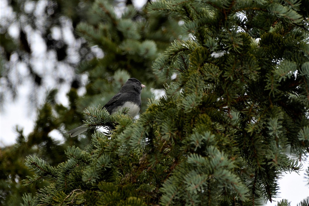 Dark-eyed Junco - ML187022461