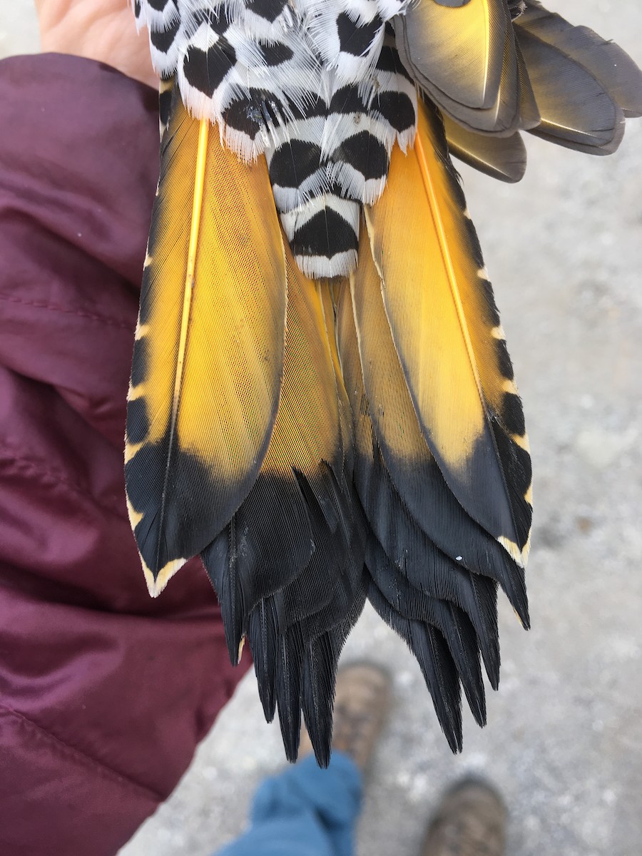 Northern Flicker (Yellow-shafted x Red-shafted) - Julian Tattoni