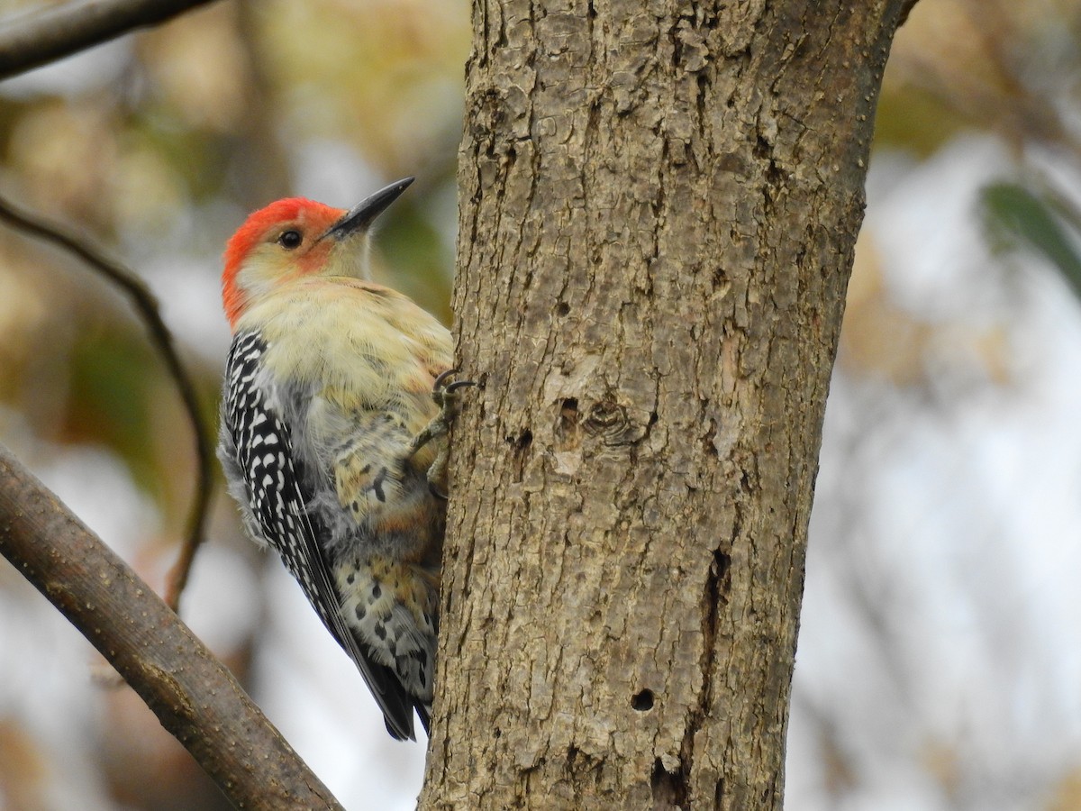 Red-bellied Woodpecker - ML187023391