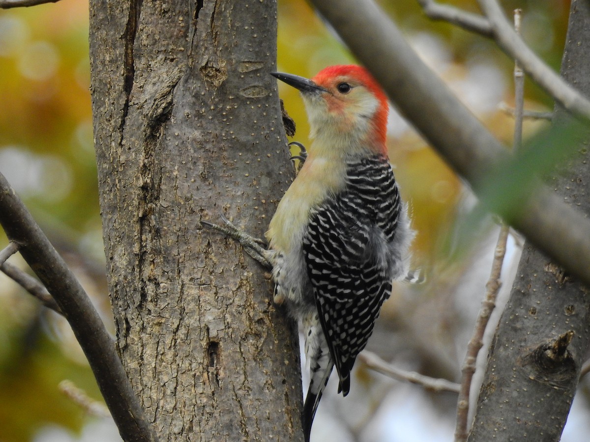 Red-bellied Woodpecker - ML187023401