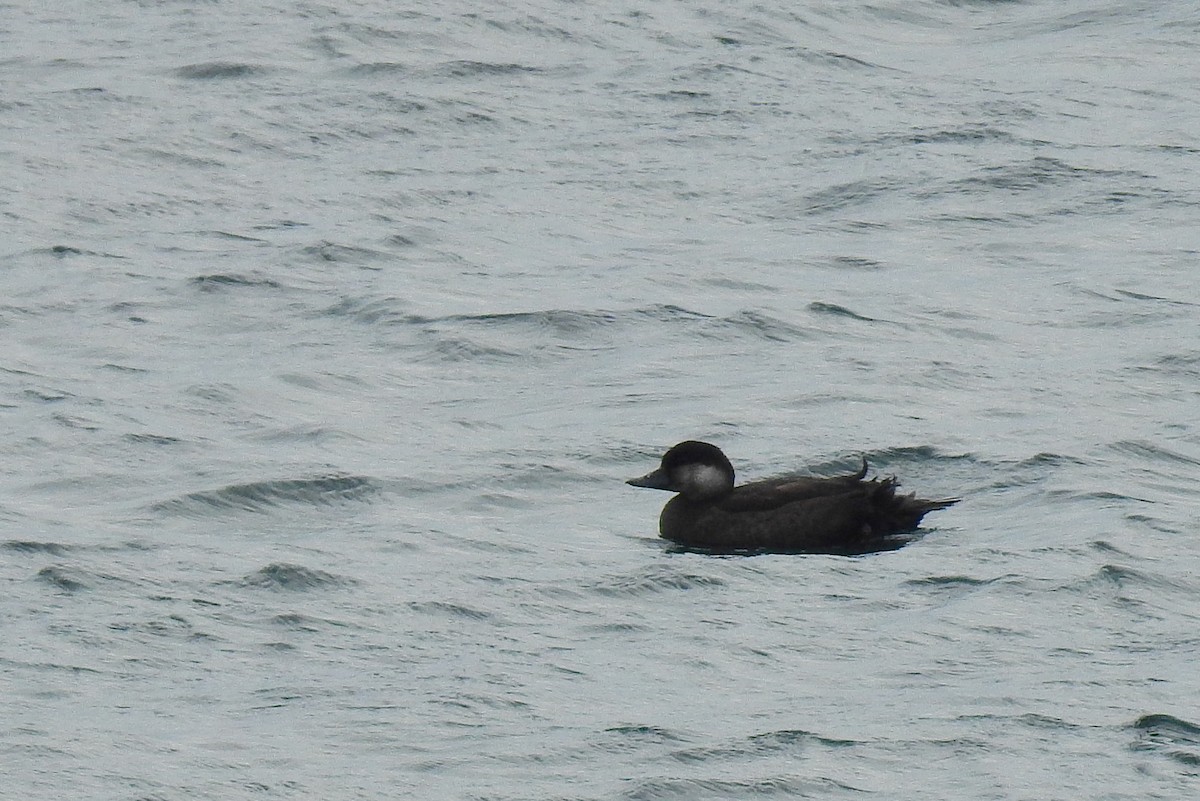 Black Scoter - Bob Curry