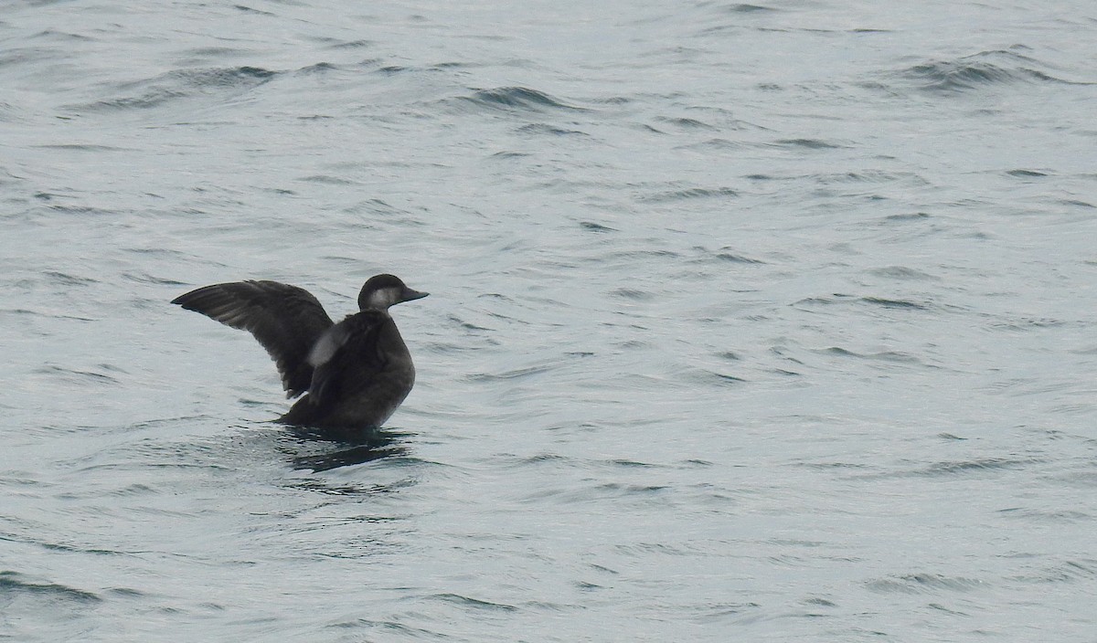 Black Scoter - Bob Curry