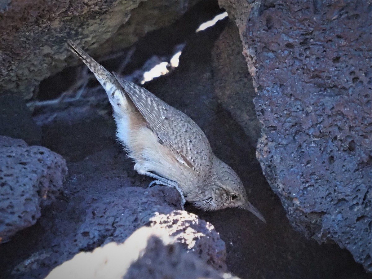 Rock Wren - ML187026801
