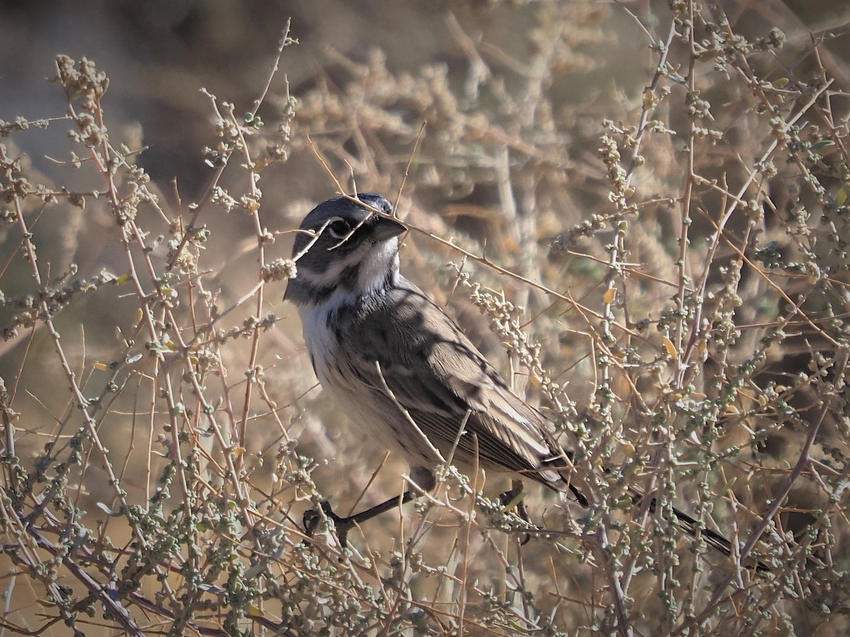 Bell's Sparrow - ML187027061