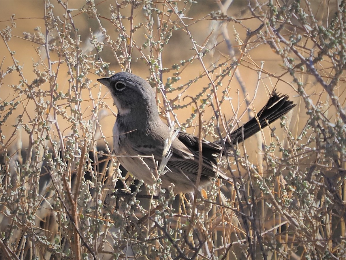 Bell's Sparrow - ML187027071