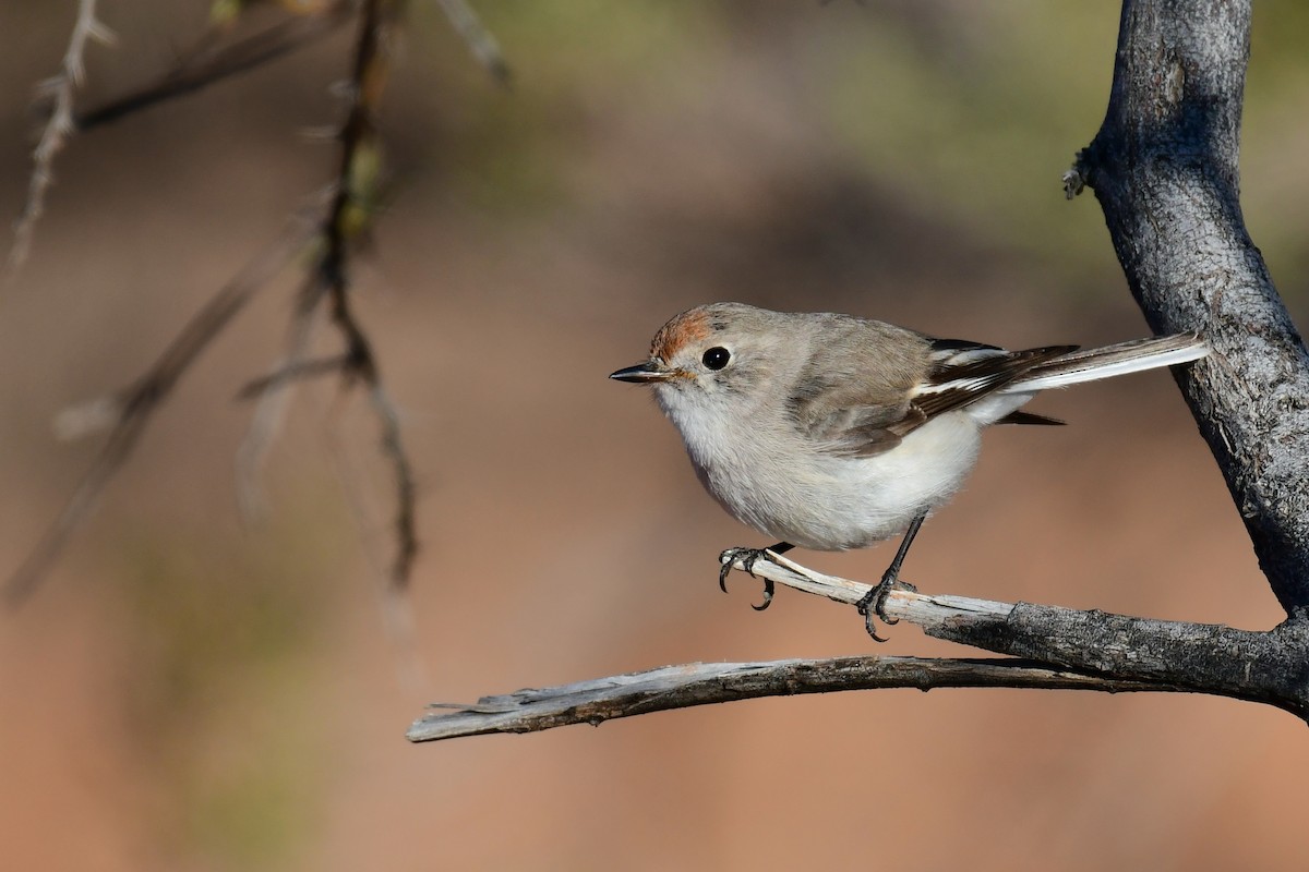 Red-capped Robin - ML187028021