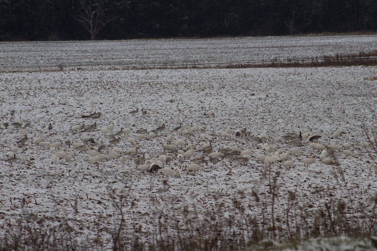 Snow Goose - ML187029111