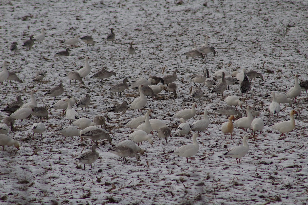 Snow Goose - ML187029201