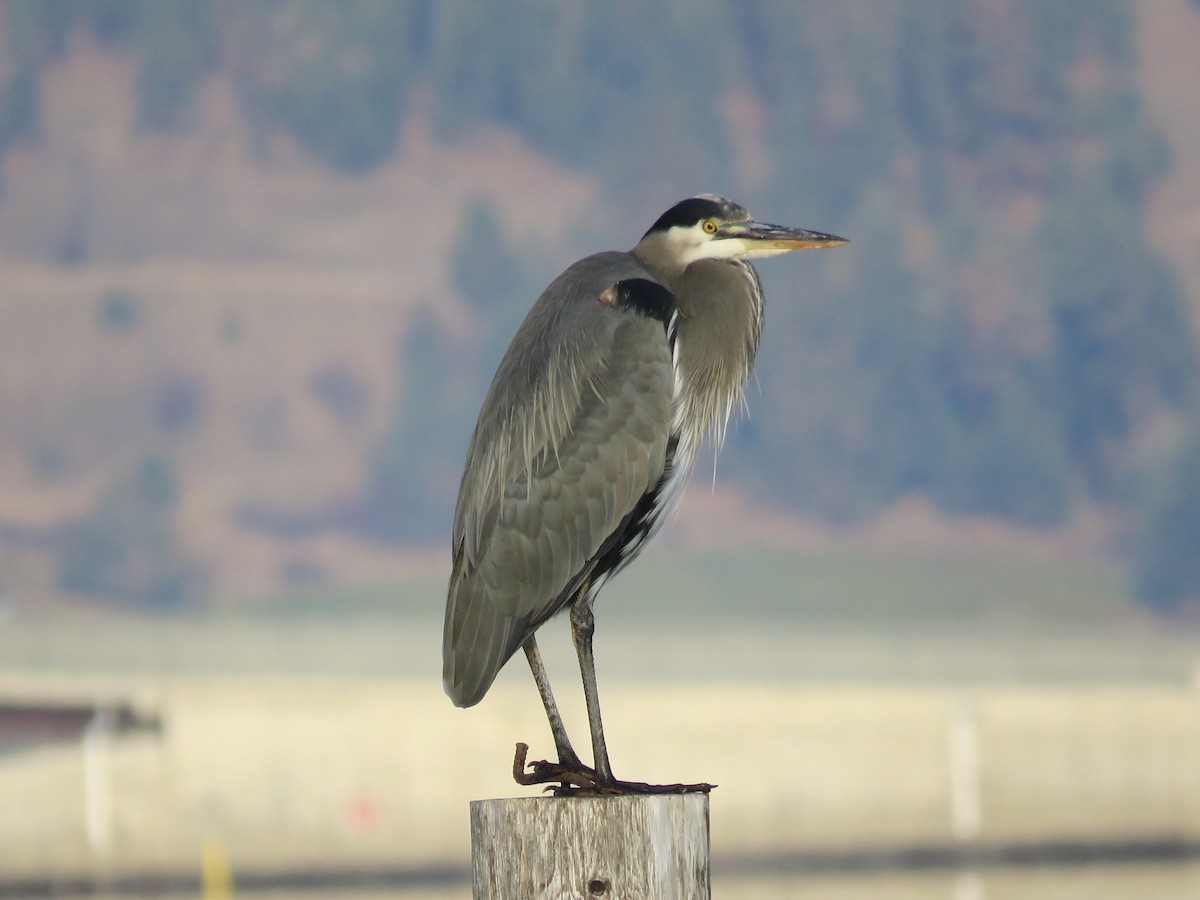 Great Blue Heron - ML187031061