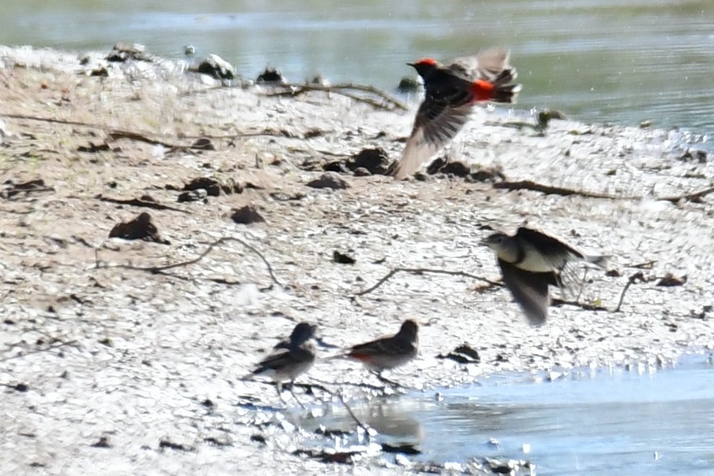 White-fronted Chat - Tristan Herwood