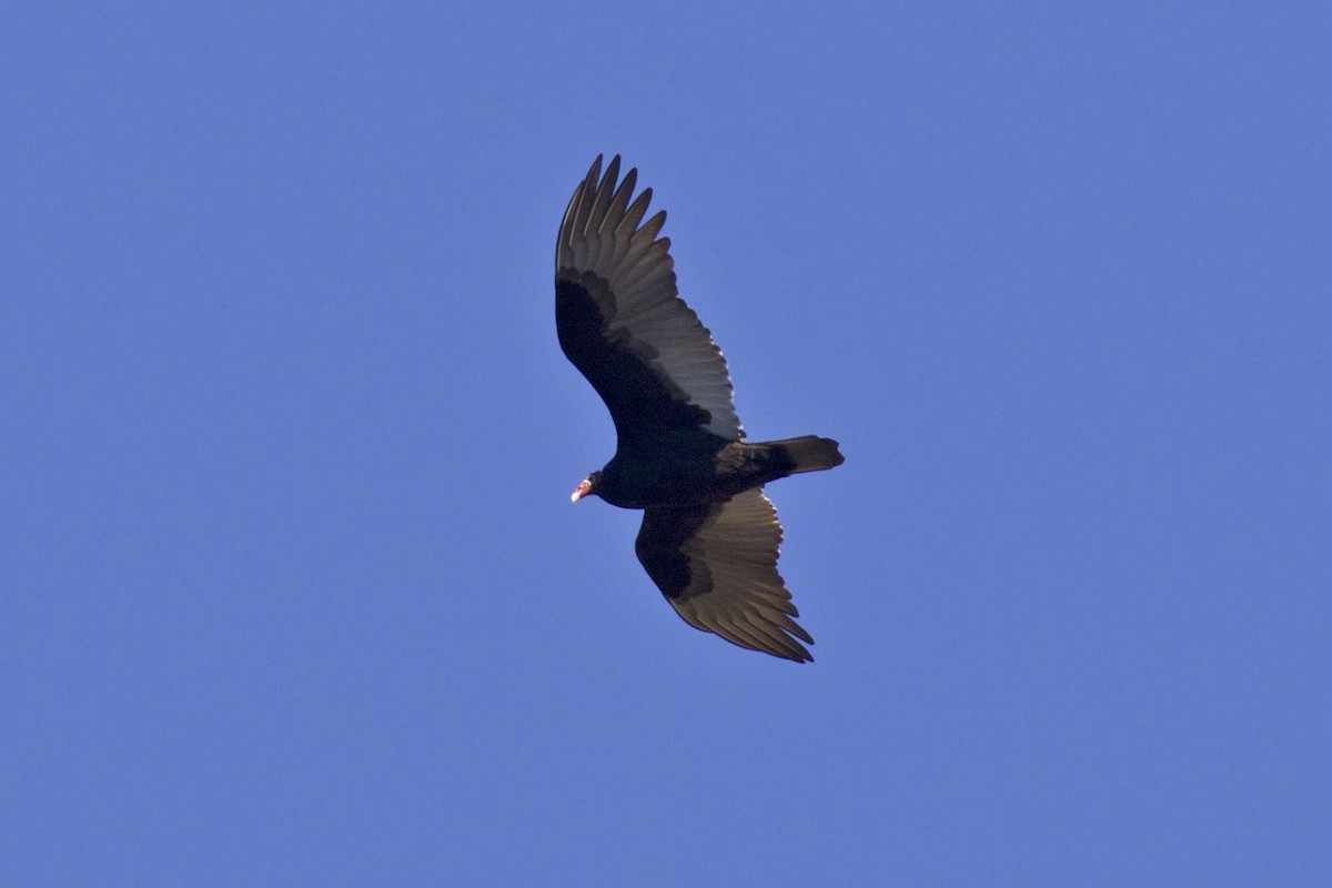 Turkey Vulture - ML187033571