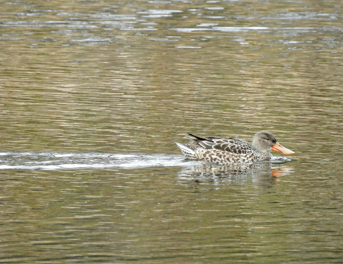 Northern Shoveler - Mary Alley