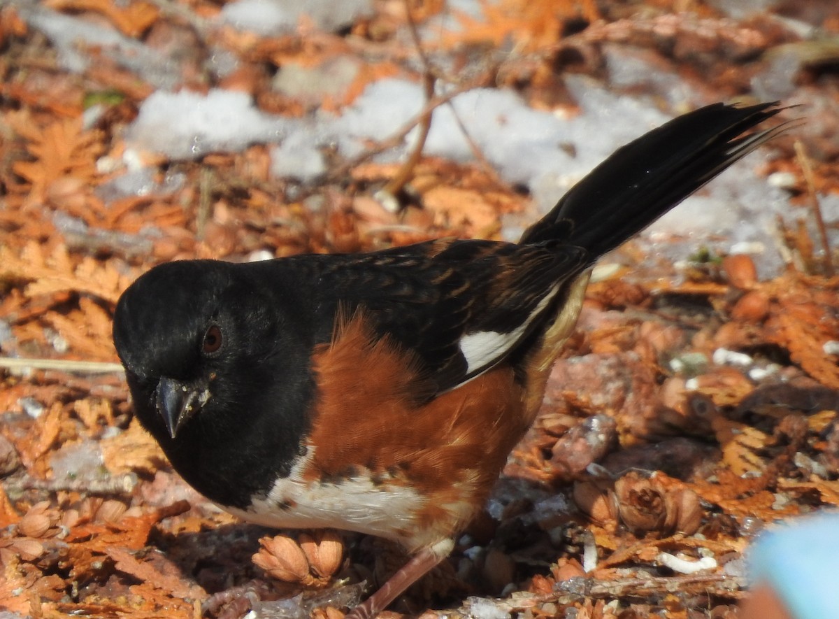 Eastern Towhee - ML187035731