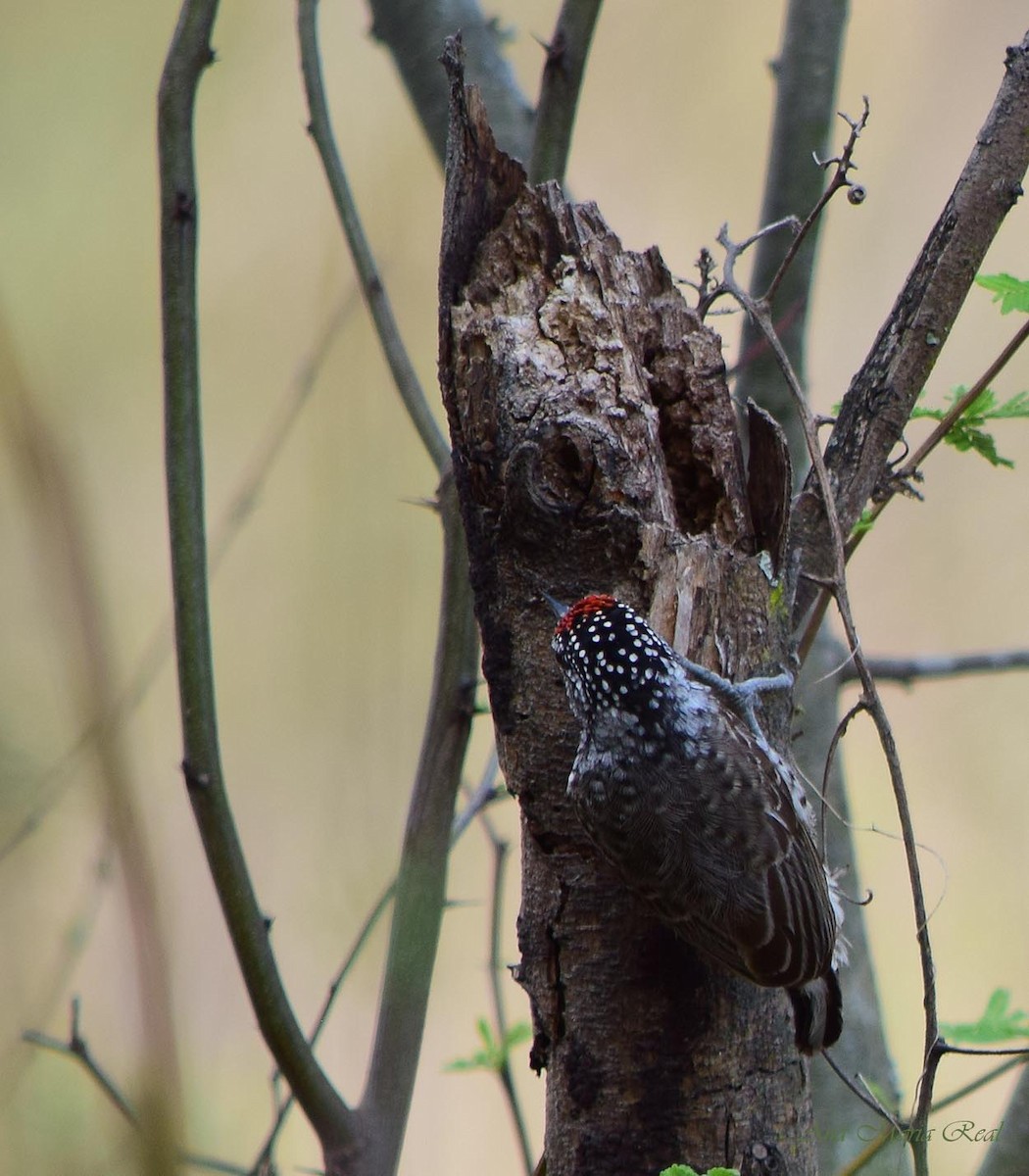 White-barred Piculet - ML187036441