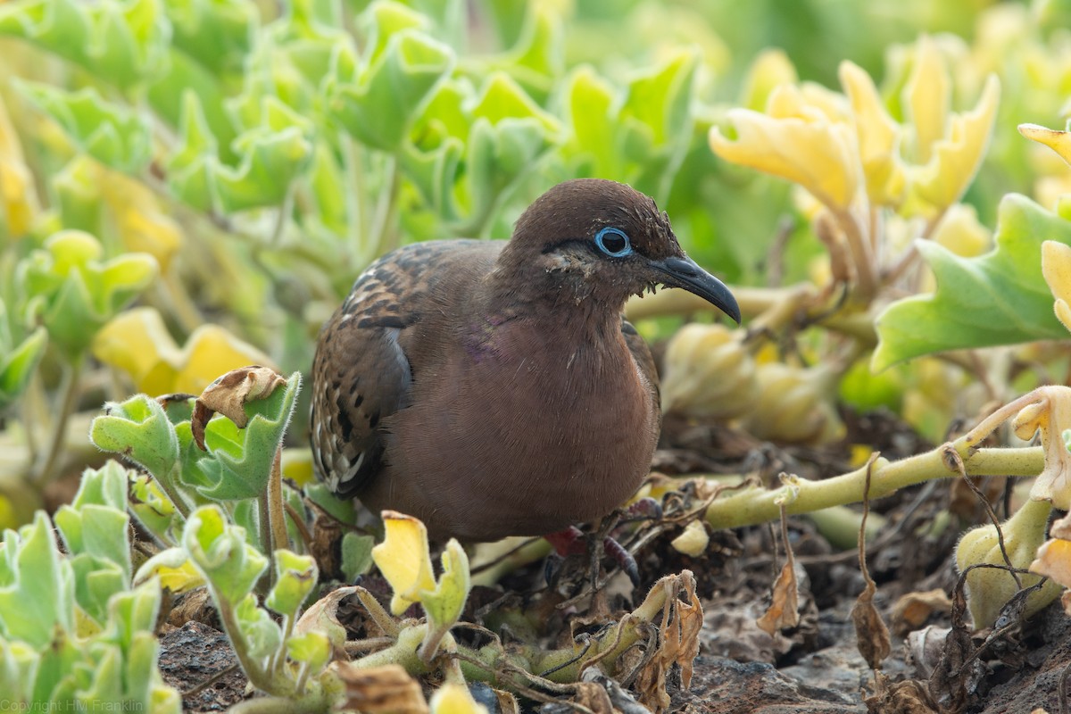 Galapagos Dove - ML187036601