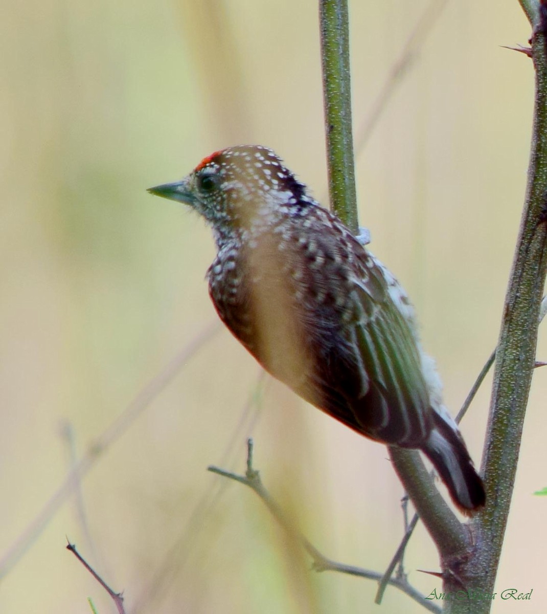 White-barred Piculet - ML187036671