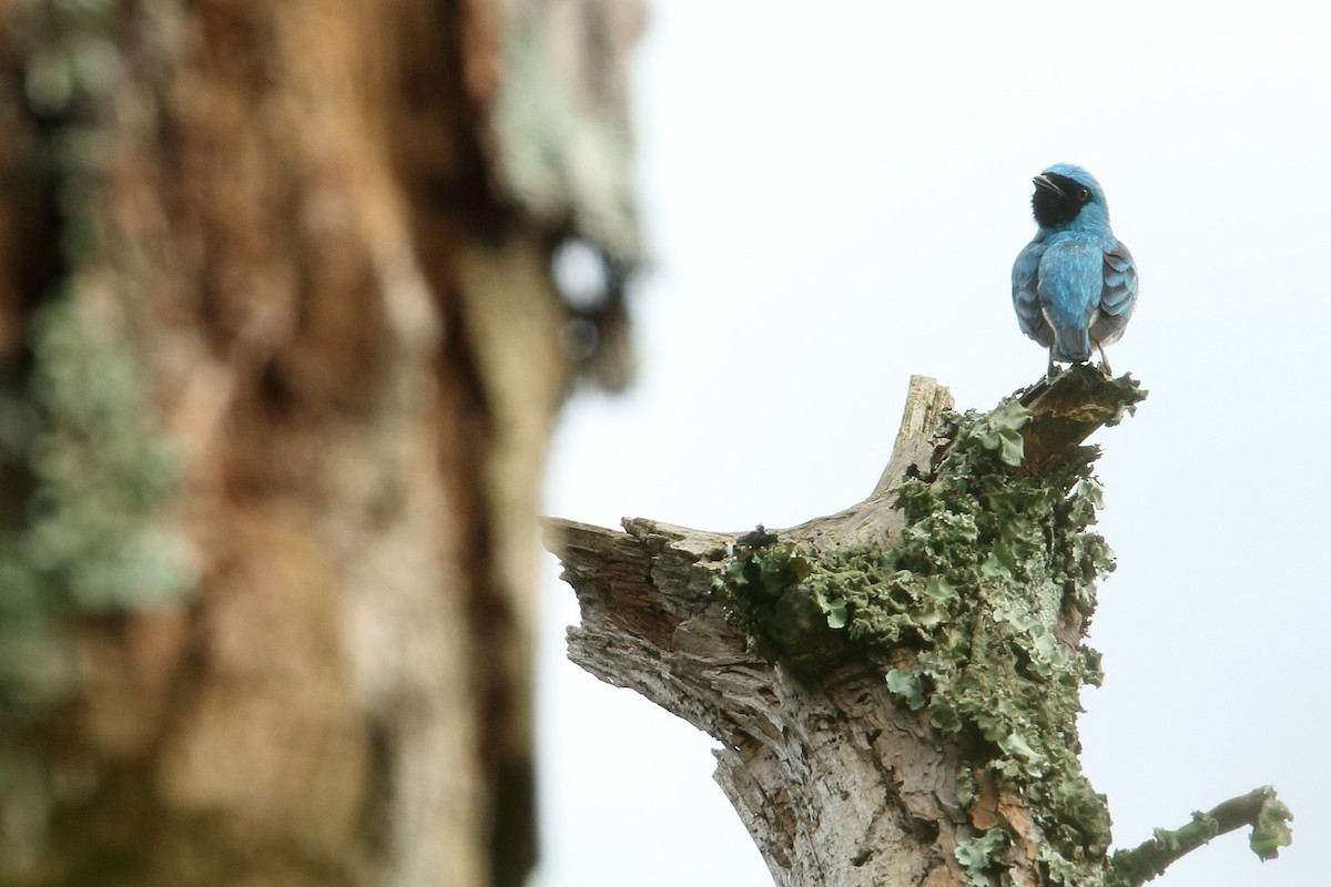 Swallow Tanager - ML187036711