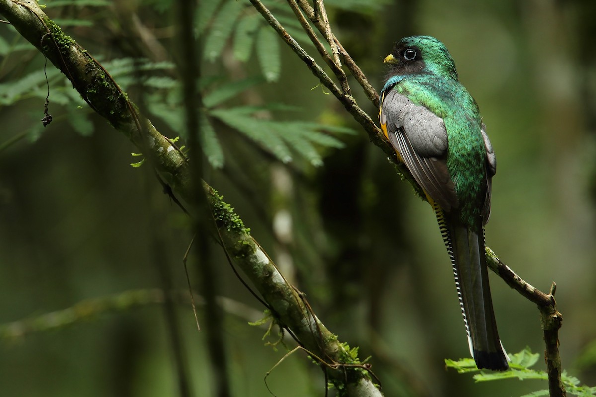 Atlantic Black-throated Trogon - ML187037131