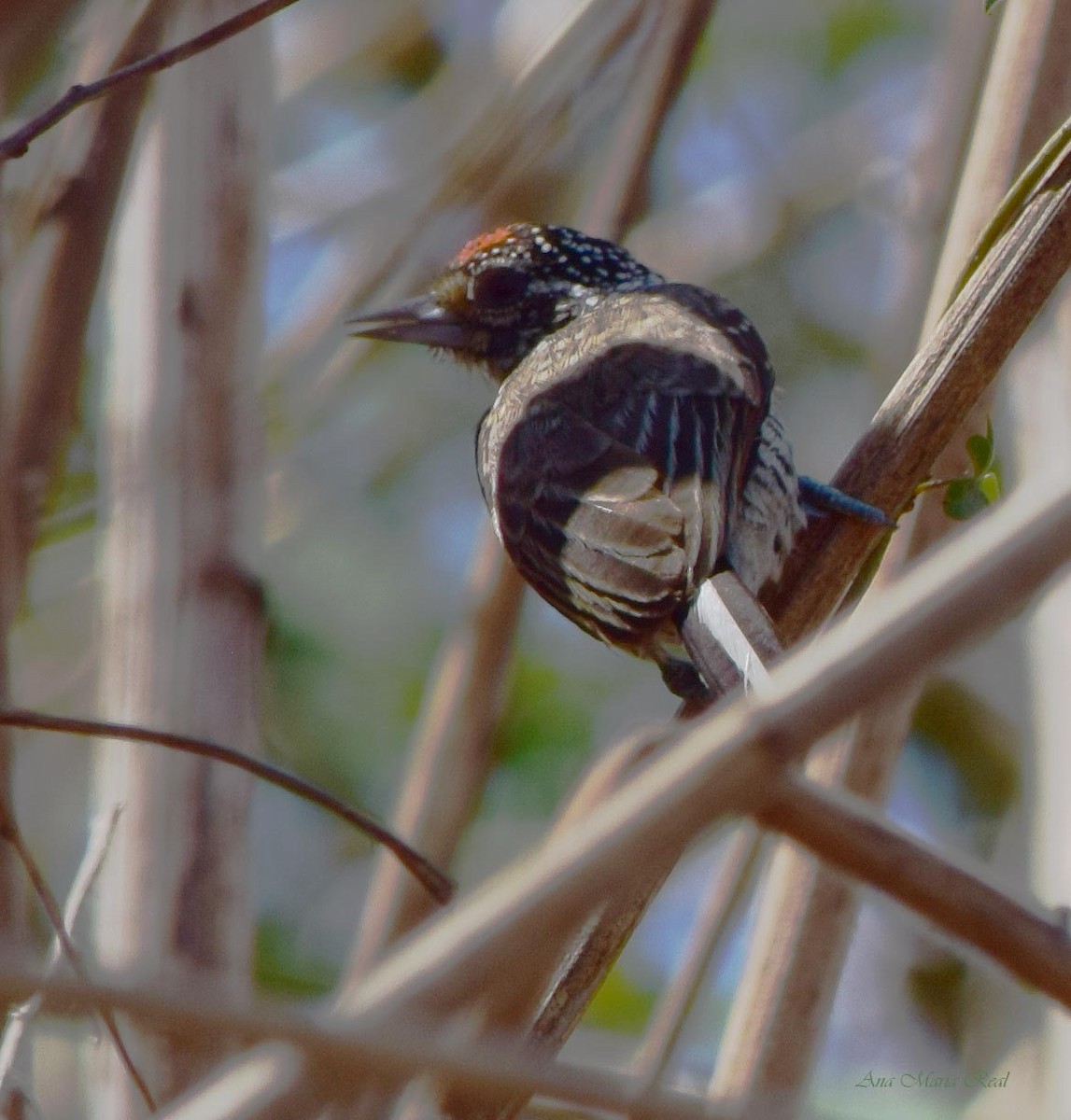 White-barred Piculet - ML187037181