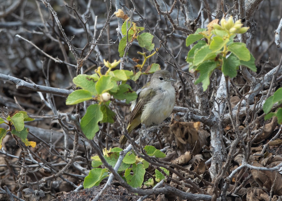 Gray Warbler-Finch - ML187038721