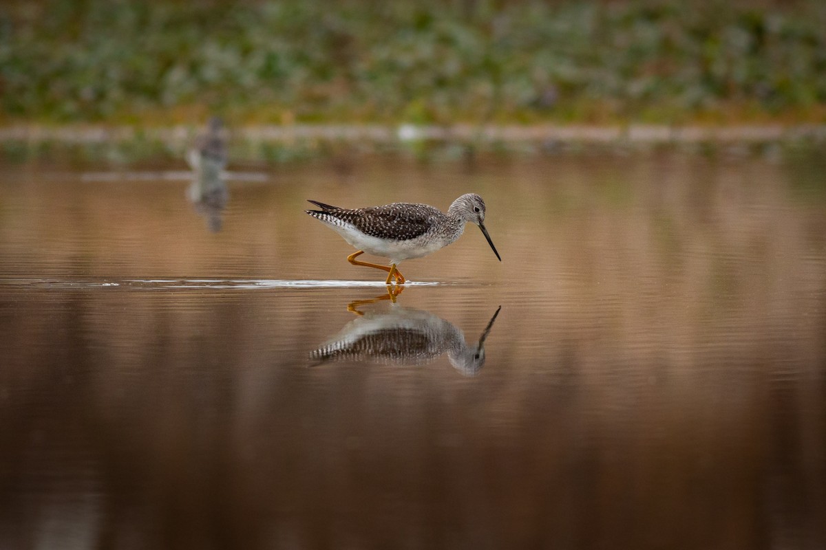 Greater Yellowlegs - ML187042091