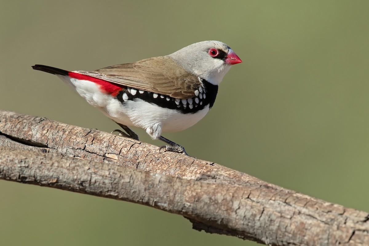 Diamond Firetail - ML187043541