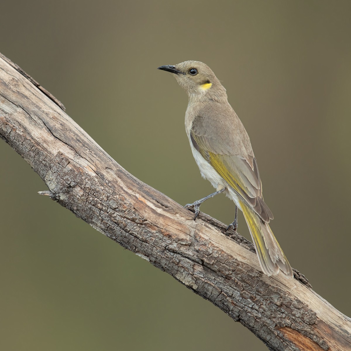 Fuscous Honeyeater - JJ Harrison
