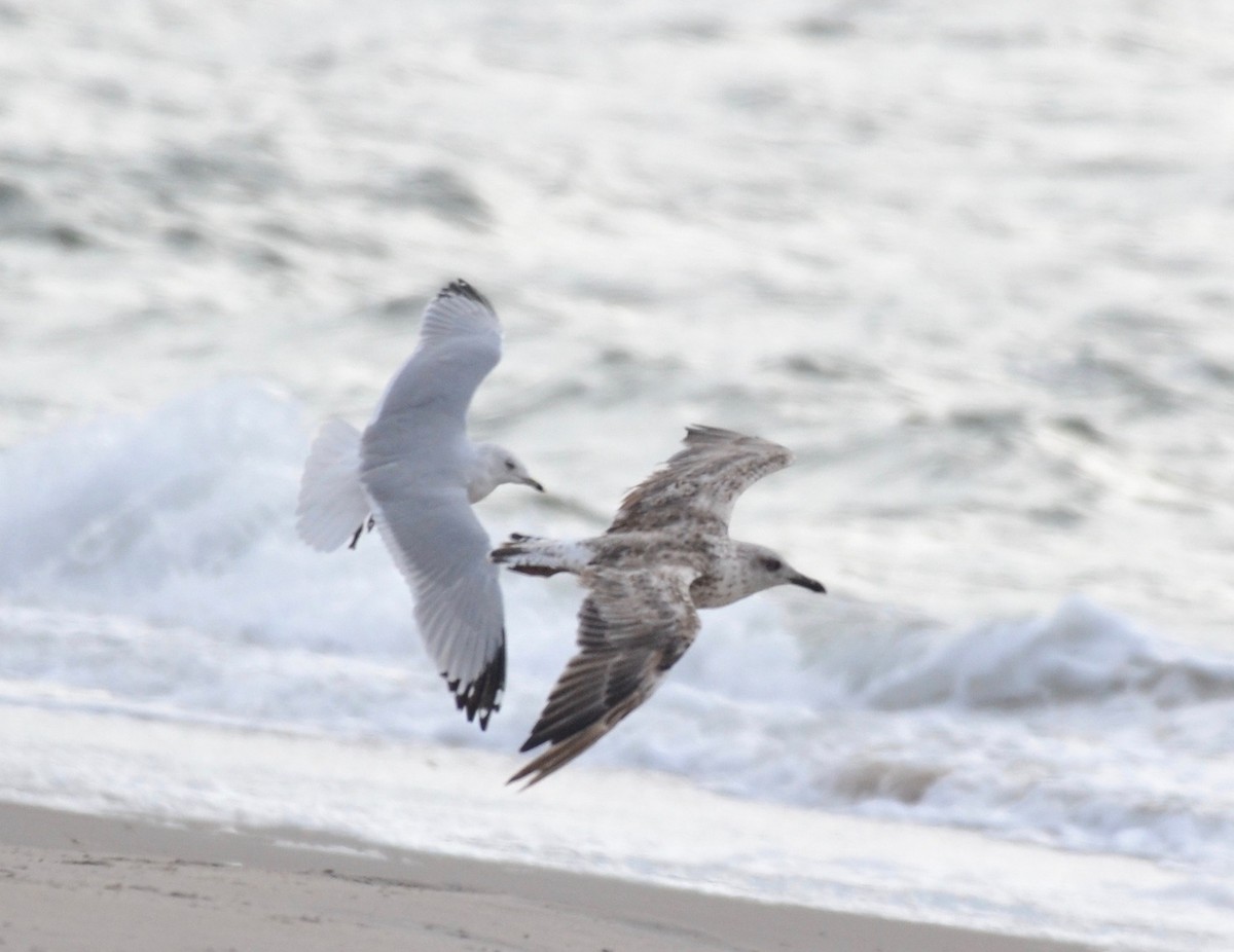 Lesser Black-backed Gull - ML187043661