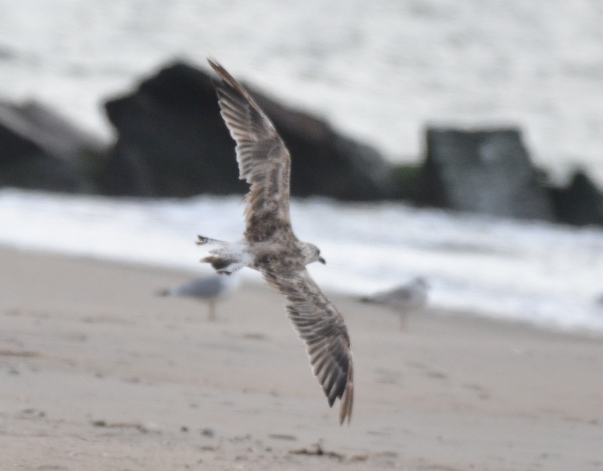 Lesser Black-backed Gull - ML187043691